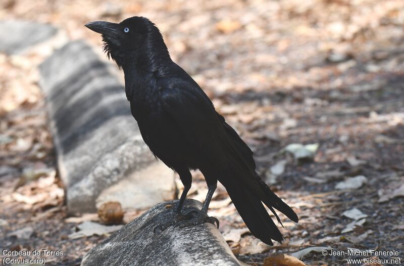 Torresian Crow