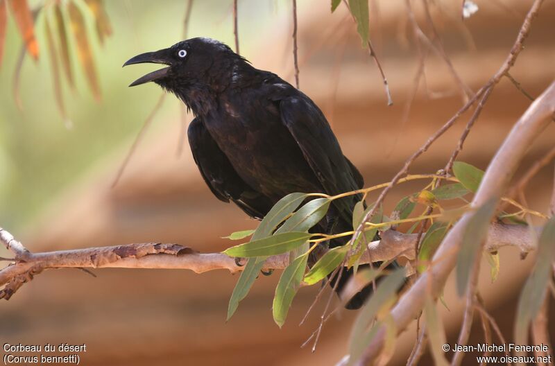 Corbeau du désert