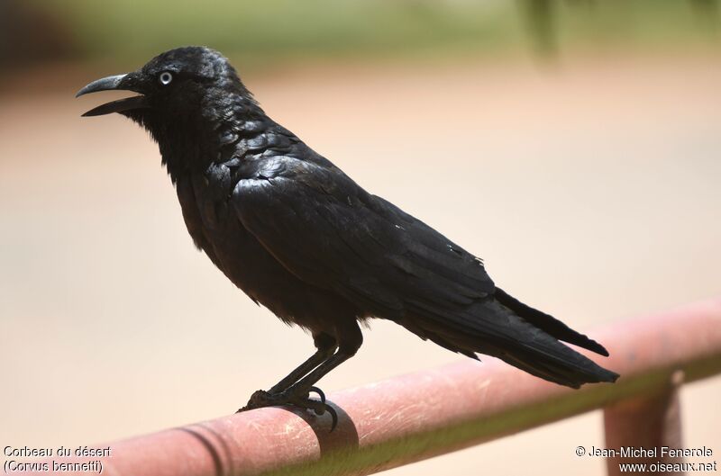 Corbeau du désert