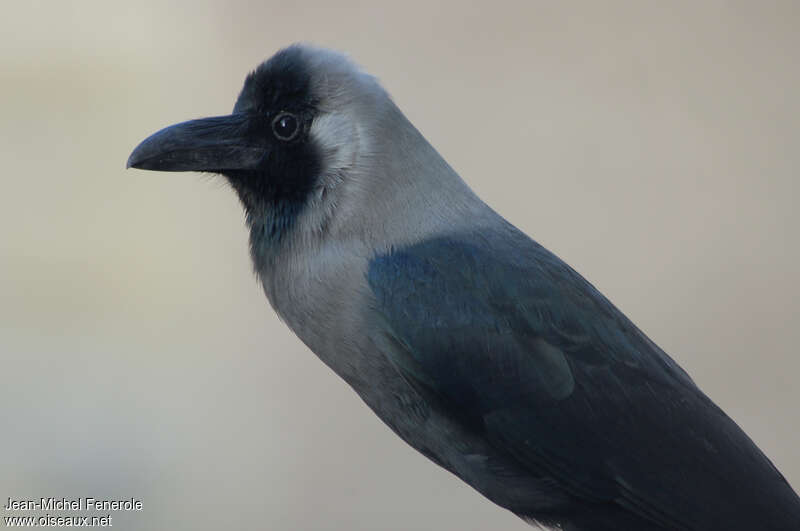 House Crowadult, close-up portrait