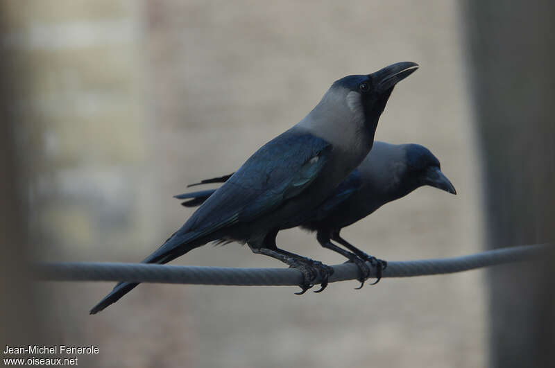 House Crowadult