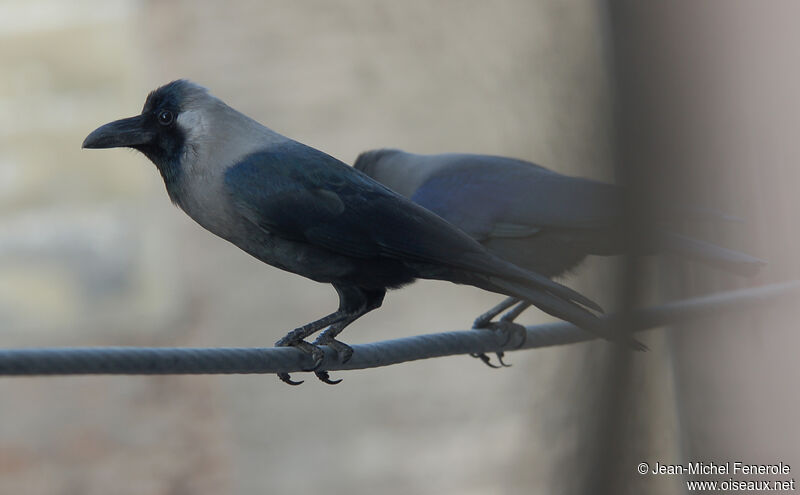 House Crow