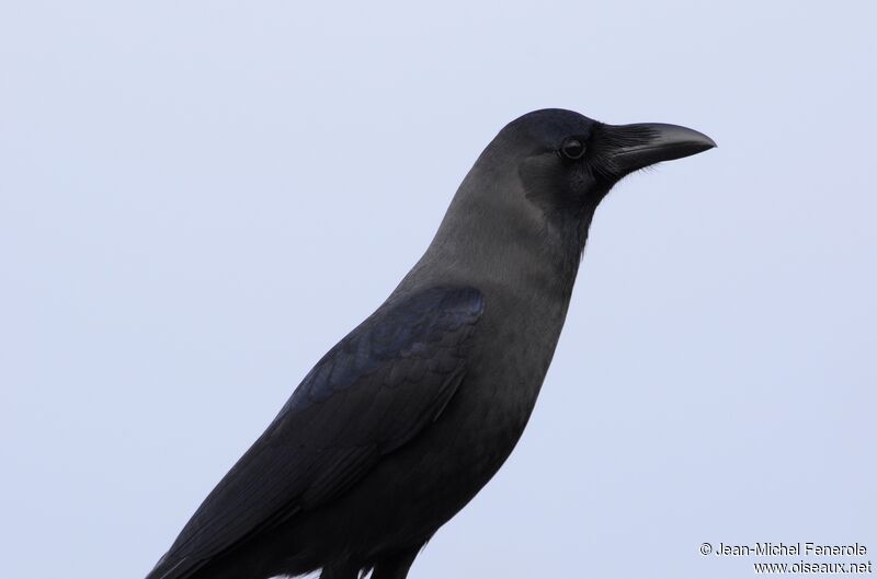 House Crow