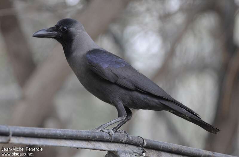 House Crowadult, identification