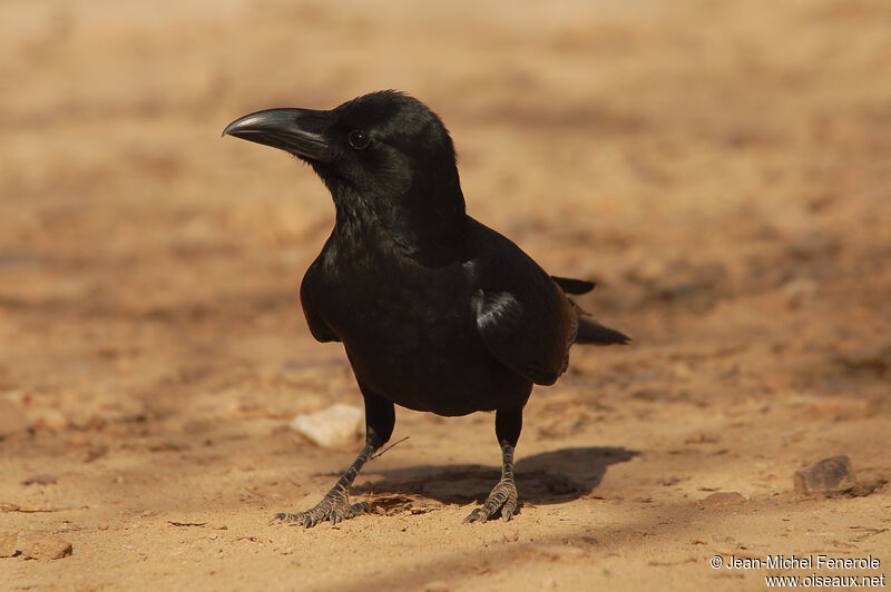 Indian Jungle Crow