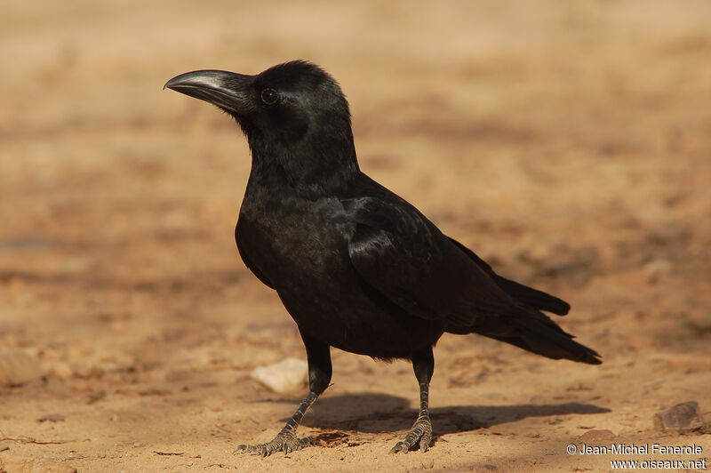 Indian Jungle Crow