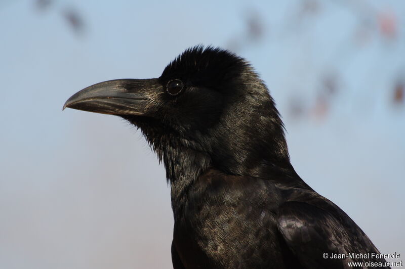 Indian Jungle Crow