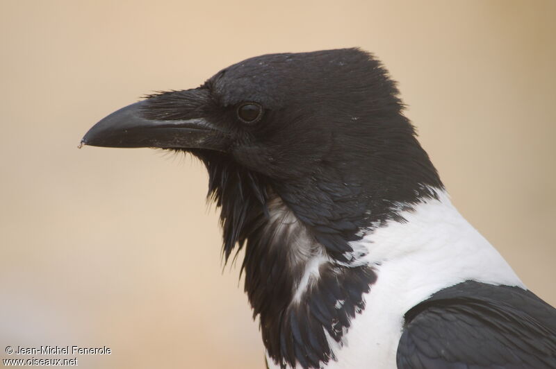 Corbeau pie