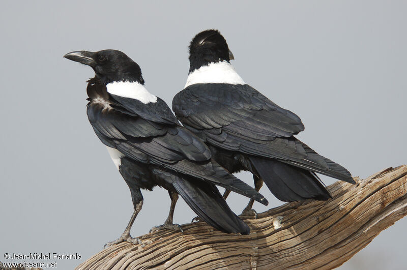 Corbeau pie