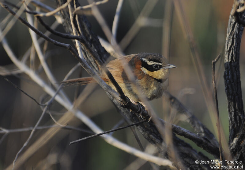 Collared Crescentchest