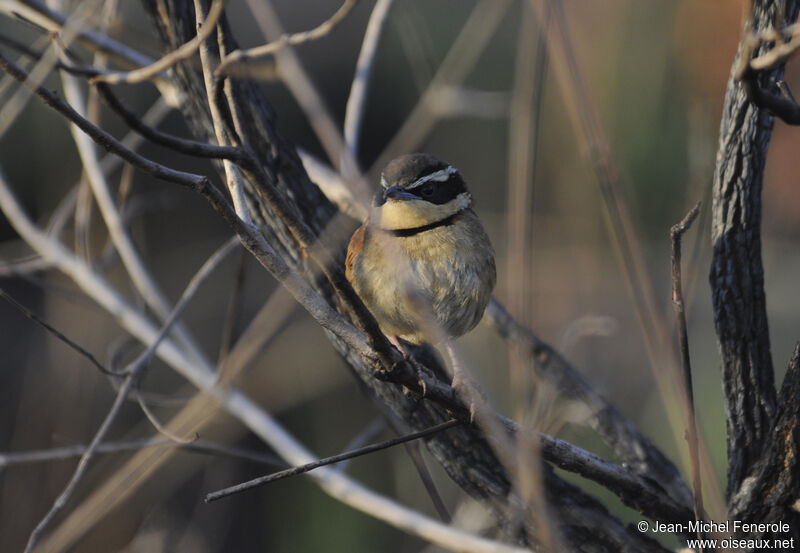 Collared Crescentchest