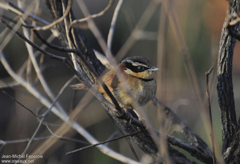 Collared Crescentchest, identification