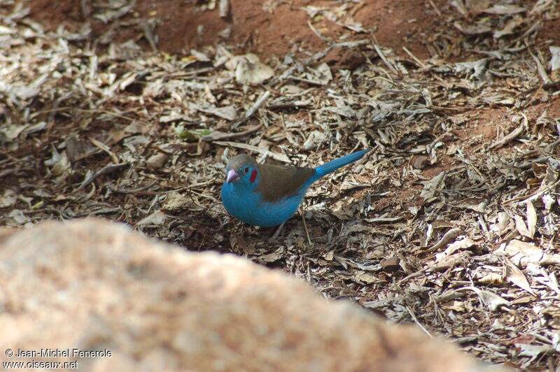 Red-cheeked Cordon-bleu