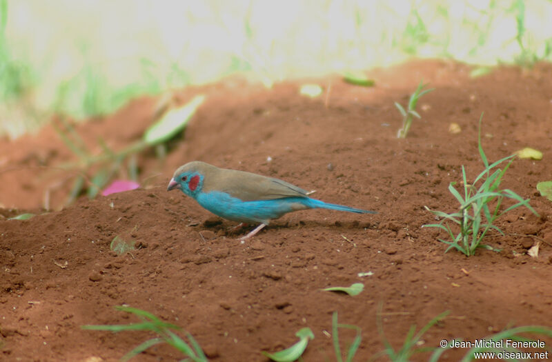 Red-cheeked Cordon-bleu