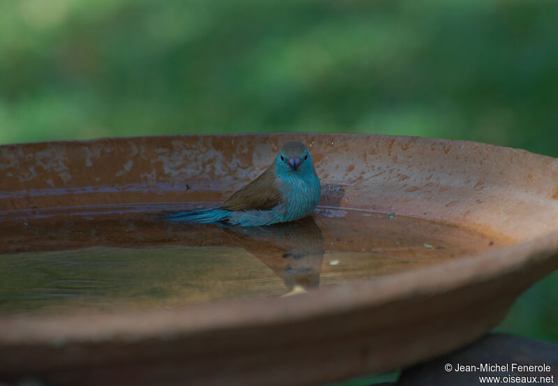 Blue Waxbill