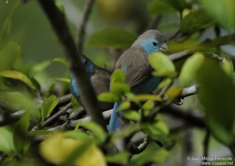 Blue Waxbill