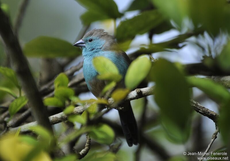 Blue Waxbill