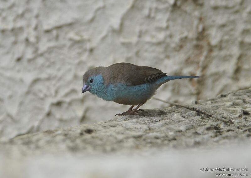 Blue Waxbill