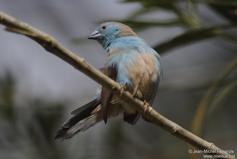 Blue Waxbill