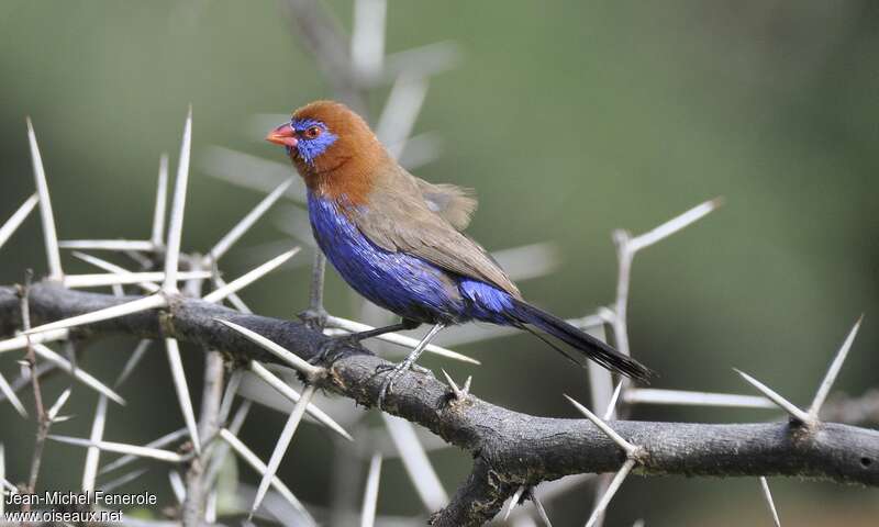 Purple Grenadier male adult breeding, identification