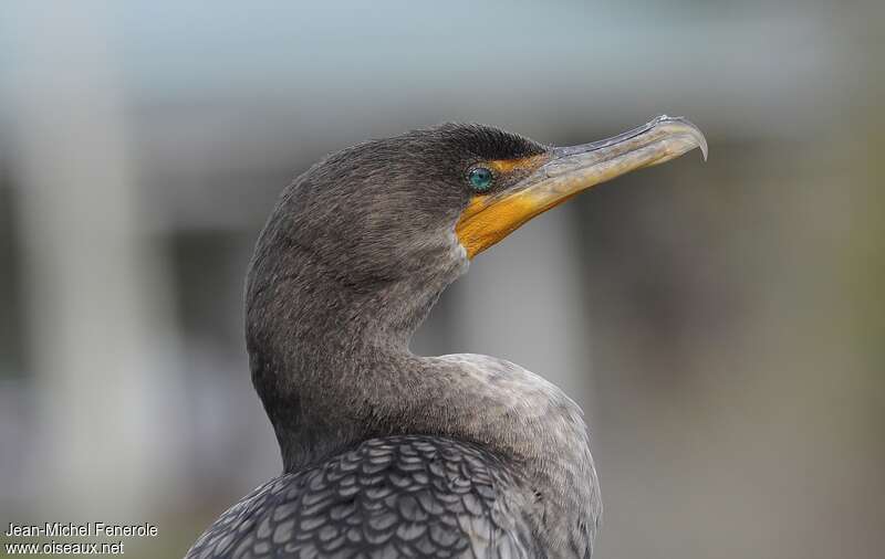 Cormoran à aigrettesimmature, portrait