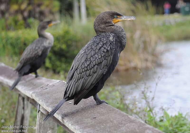 Double-crested Cormorantadult post breeding, identification