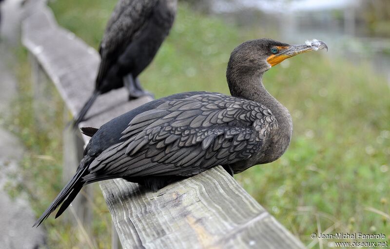 Double-crested Cormorant