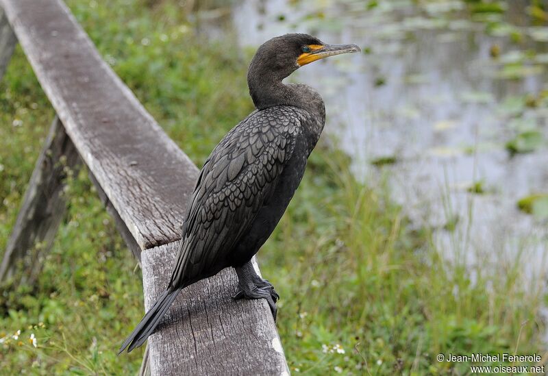 Cormoran à aigrettes