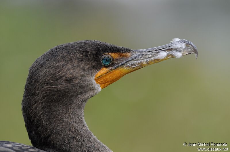 Cormoran à aigrettes