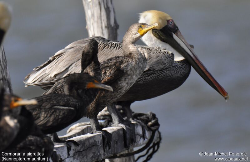 Cormoran à aigrettes