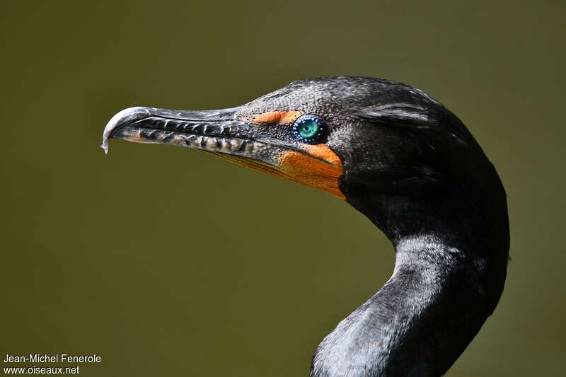 Cormoran à aigrettesadulte nuptial, portrait