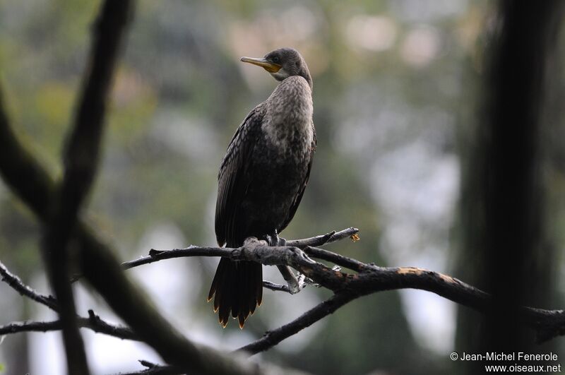 Indian Cormorantimmature