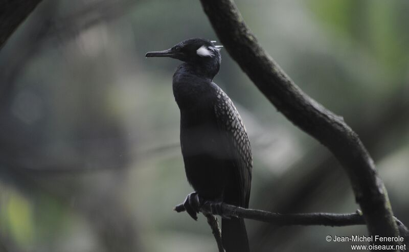 Indian Cormorantadult breeding