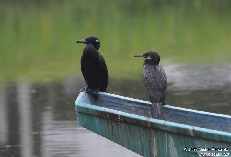 Indian Cormorant