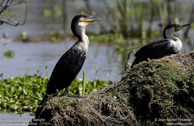 Cormoran à poitrine blanche