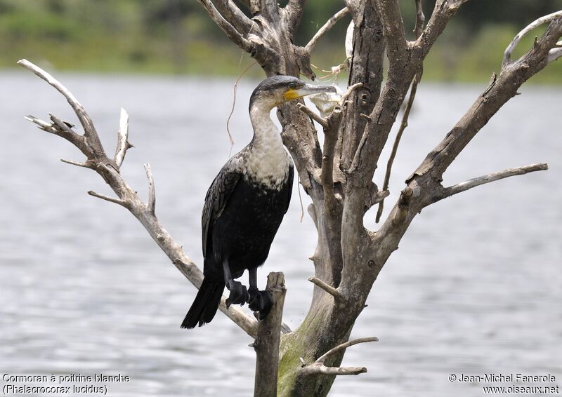 White-breasted Cormorant