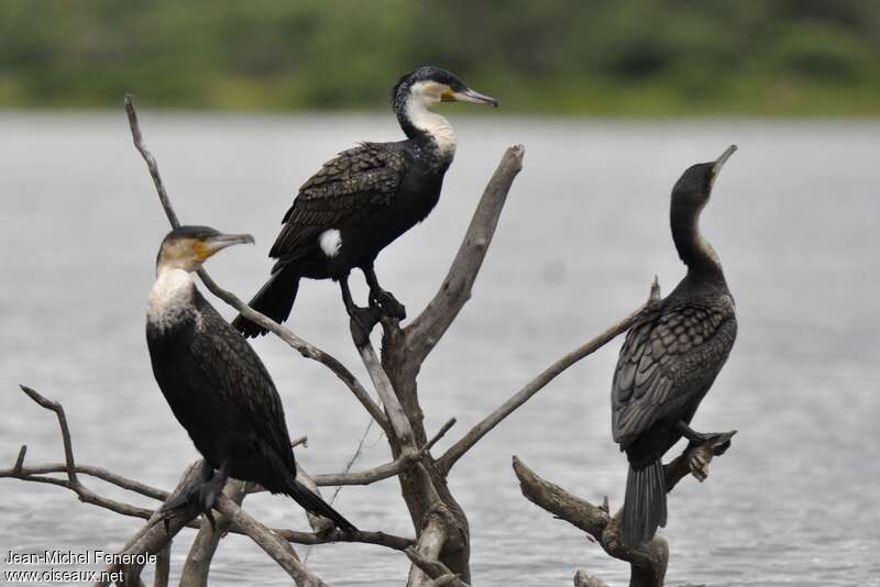 White-breasted Cormorantadult, pigmentation