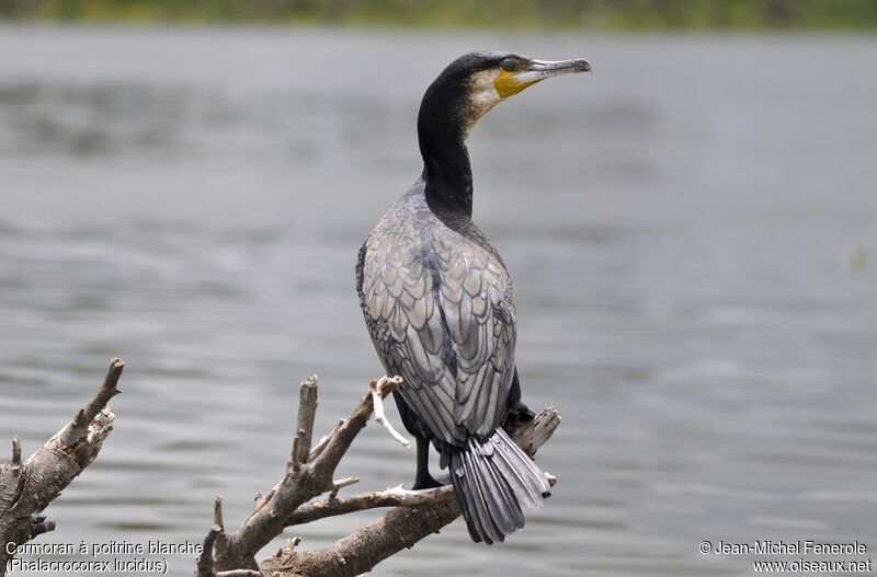 Cormoran à poitrine blanche