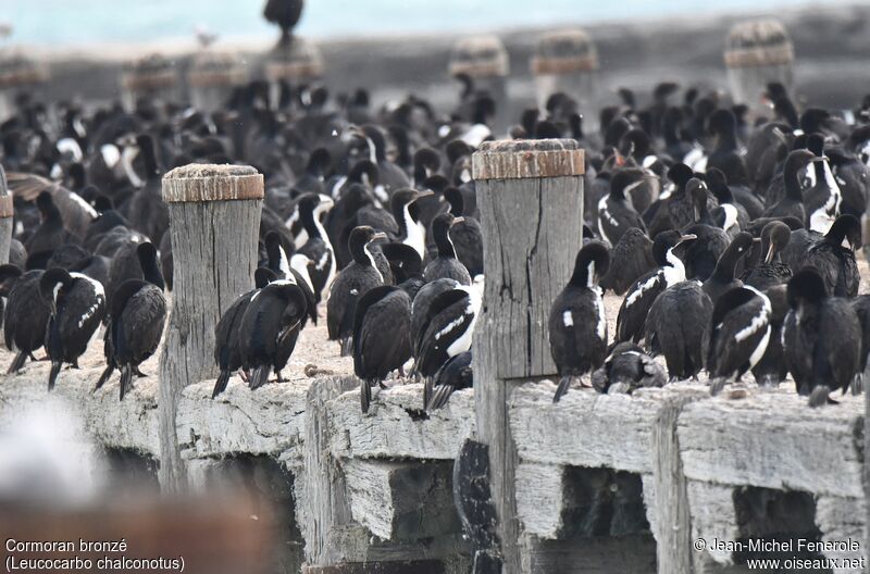 Otago Shag