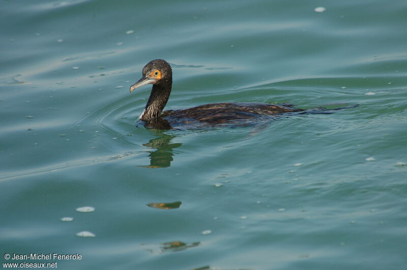 Cormoran de Bougainvilleimmature