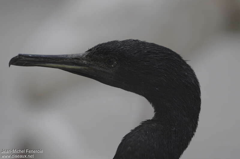 Cormoran de Socotrasubadulte, portrait