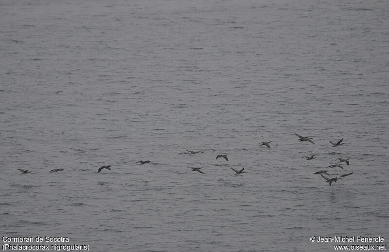 Cormoran de Socotra