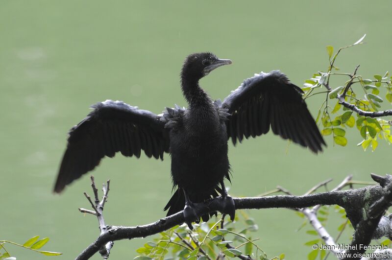 Little Cormorant