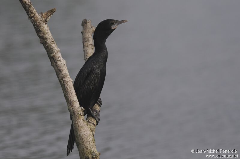 Little Cormorant