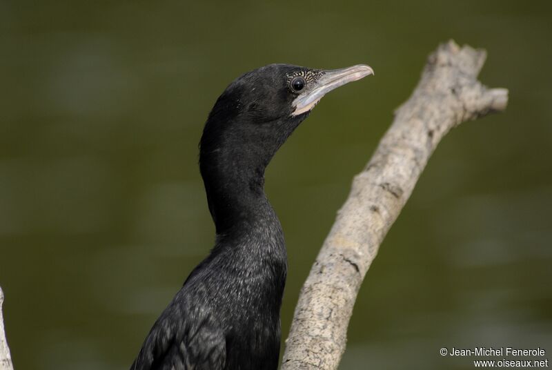 Little Cormorant