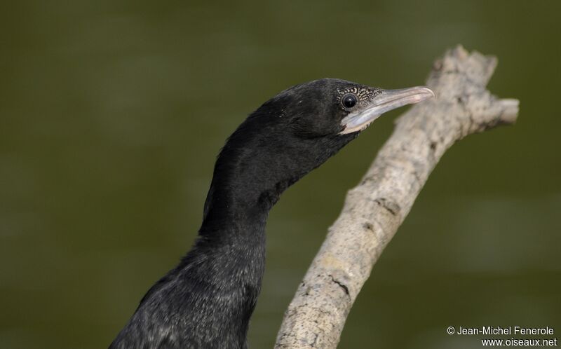 Little Cormorant