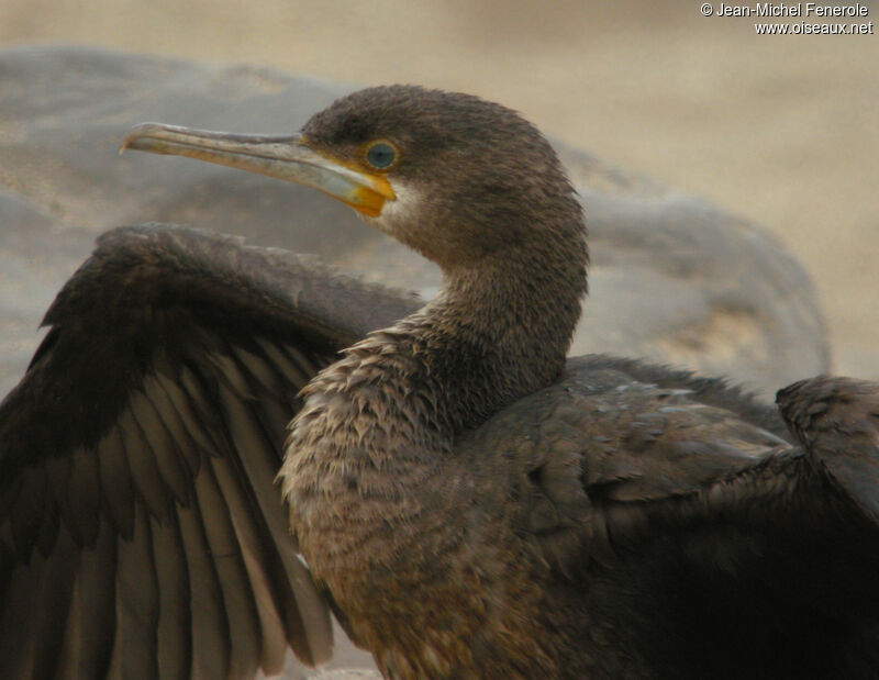 Cape Cormorantimmature