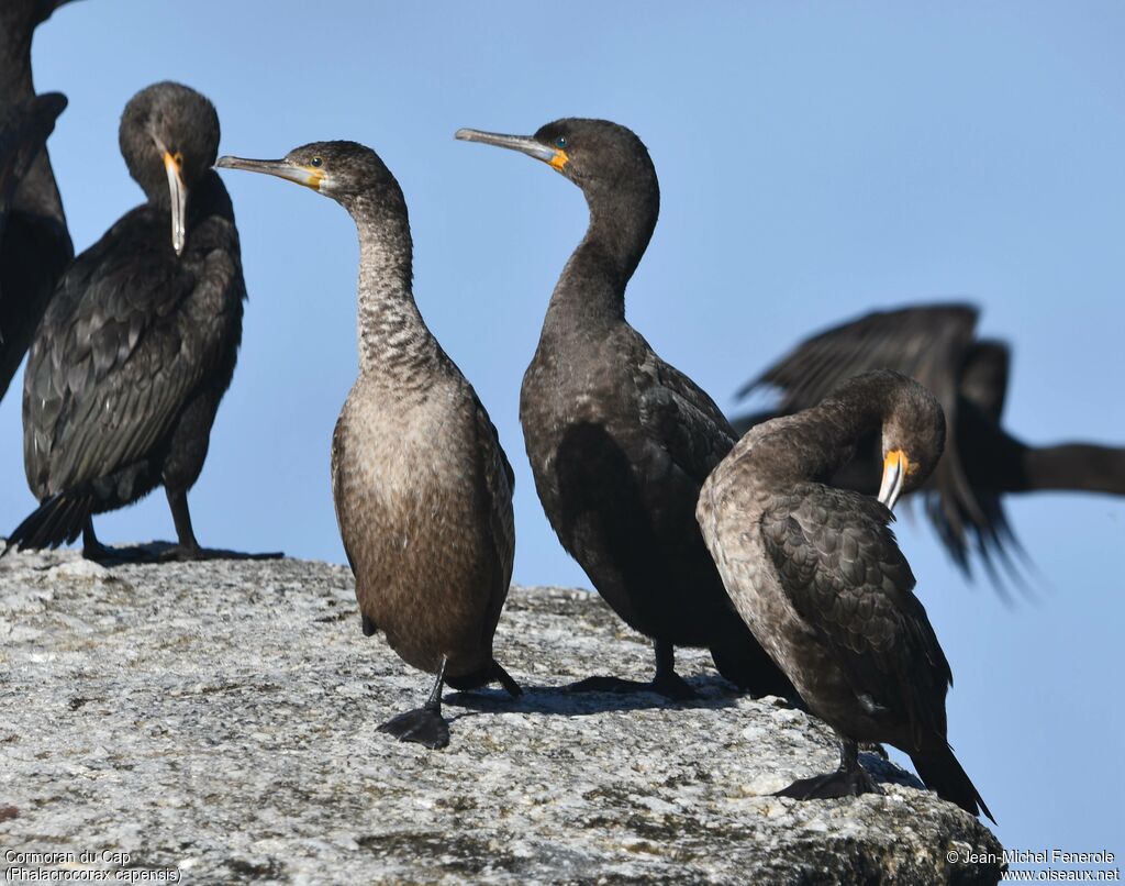 Cape Cormorant