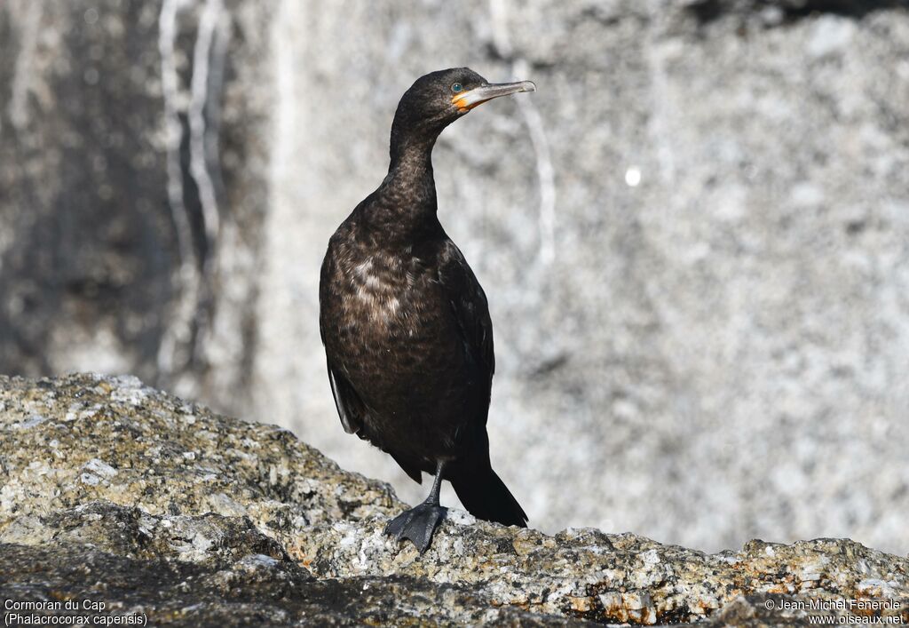 Cape Cormorant