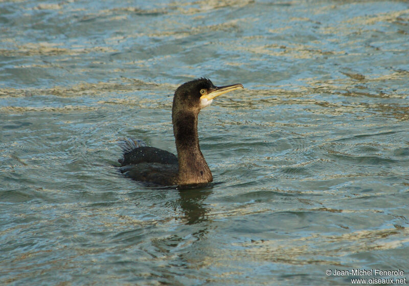 European Shag